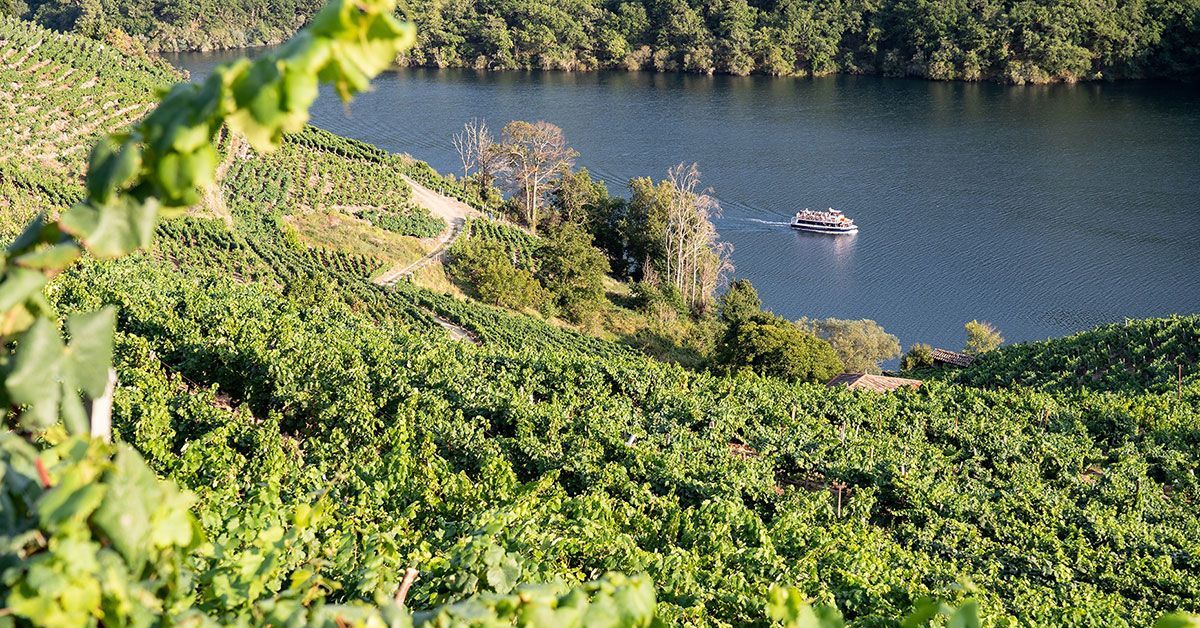 viñedos Ribeira Sacra