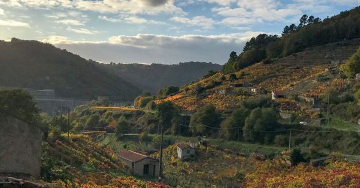 viñedos Ribeira Sacra