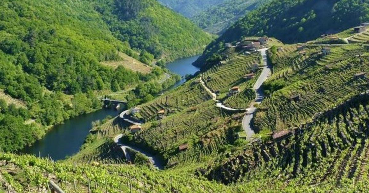 ribeira sacra viñedos