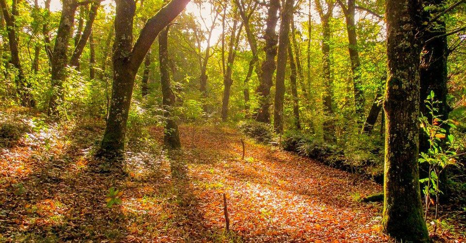 bosque galicia