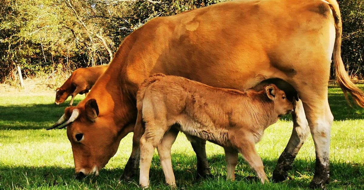 bonificacions ibi explotacions agricolas palas