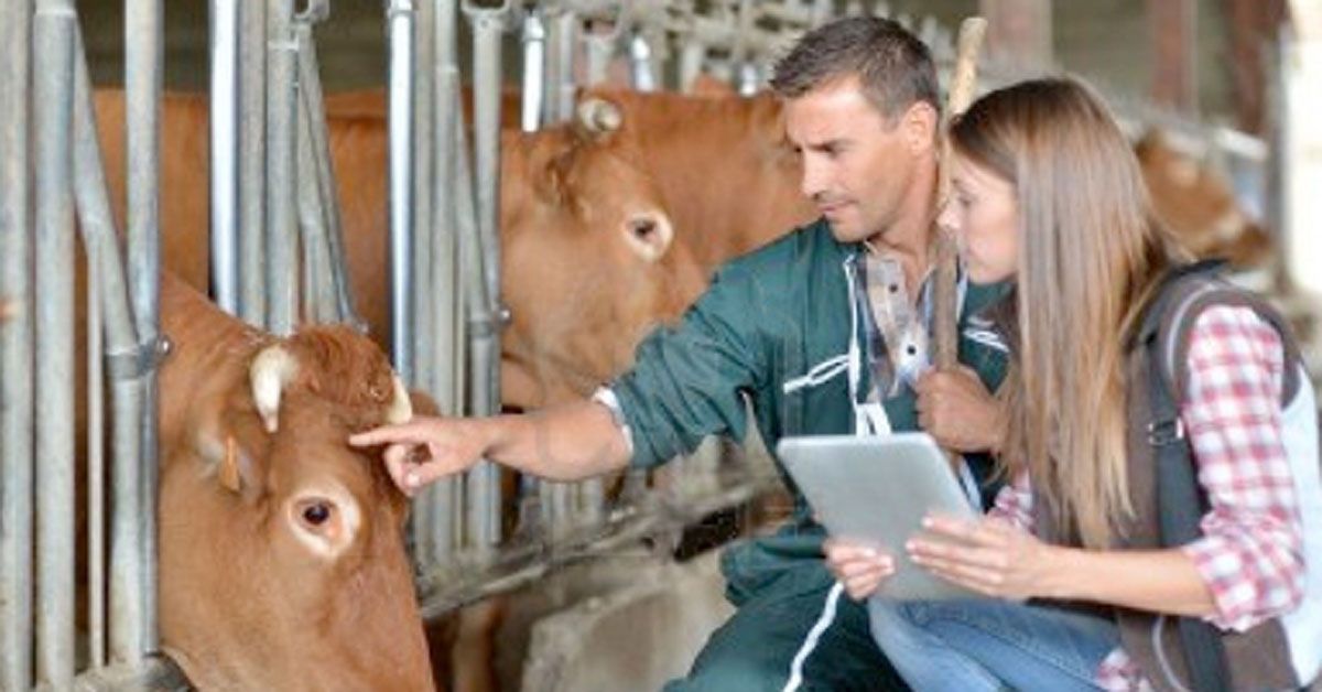 ganado_veterinario vacas