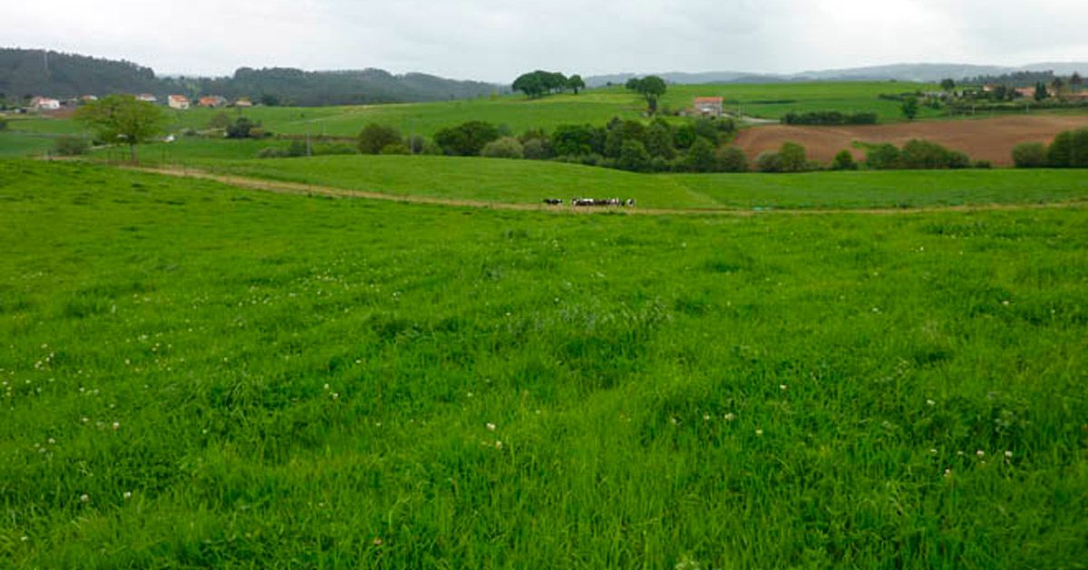 campo galicia