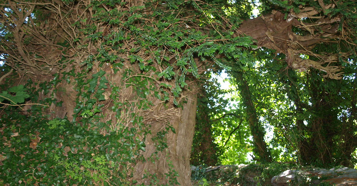 TEIXOS DO CEMITERIO DE NOCEDA Folgoso do Courel