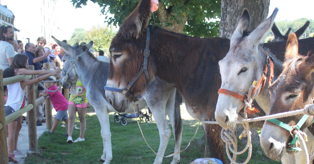 carreira-de-burros-o-savinao