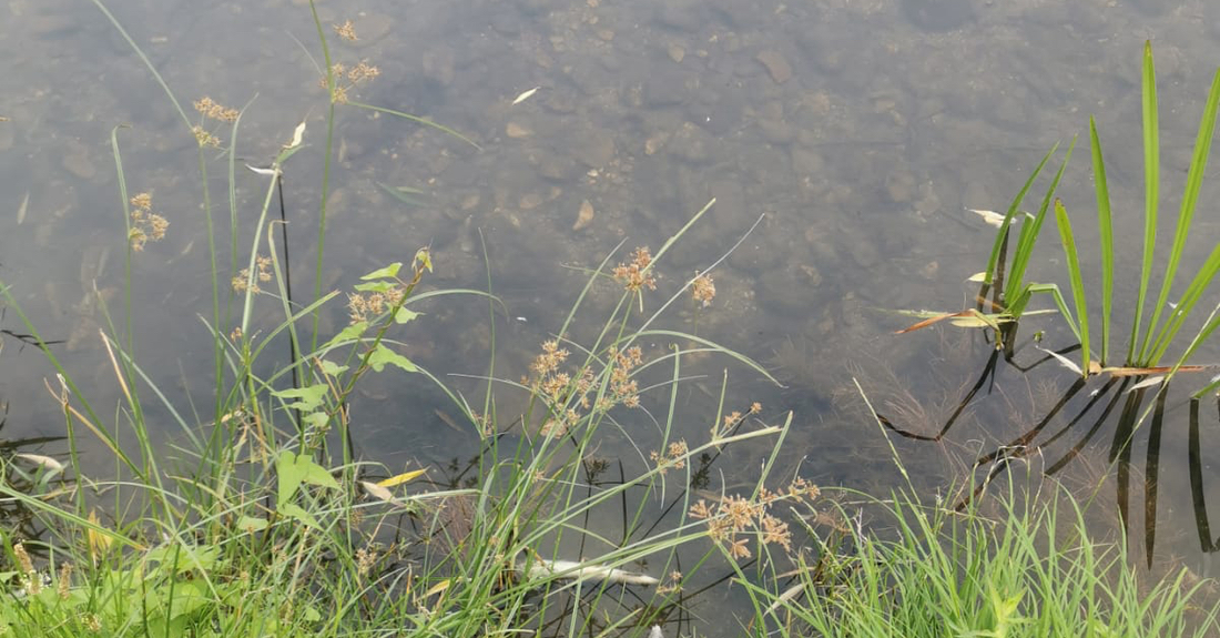 verquidos e morte de peixes no rio cabe