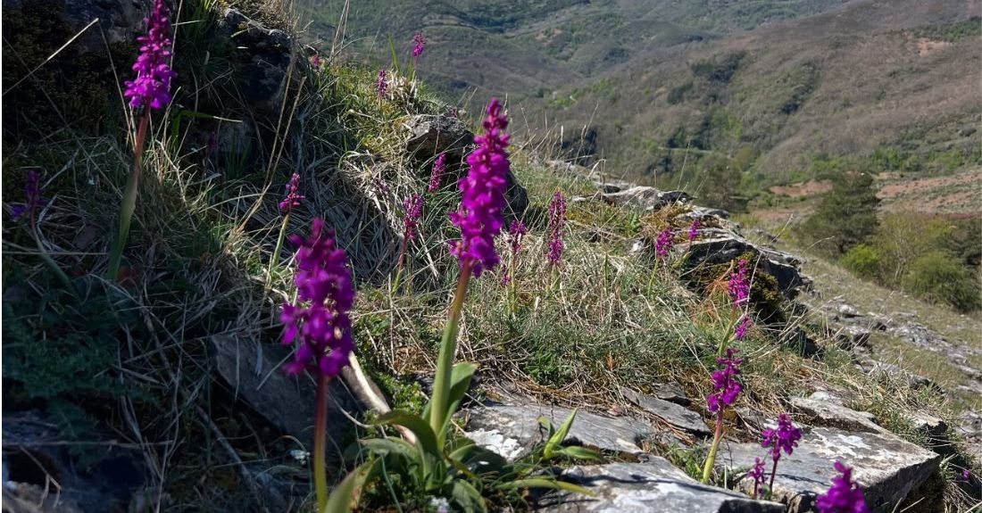 orquideas-serra-do-courel