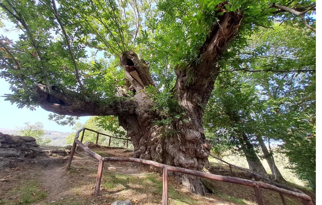 castiñeiro-de-pumbairiños-souto-de-rozavales-manzaneda
