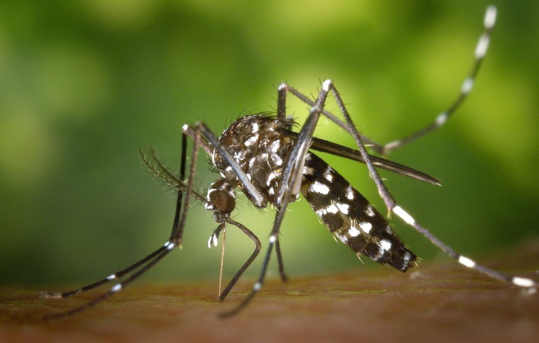 mosquito-tigre