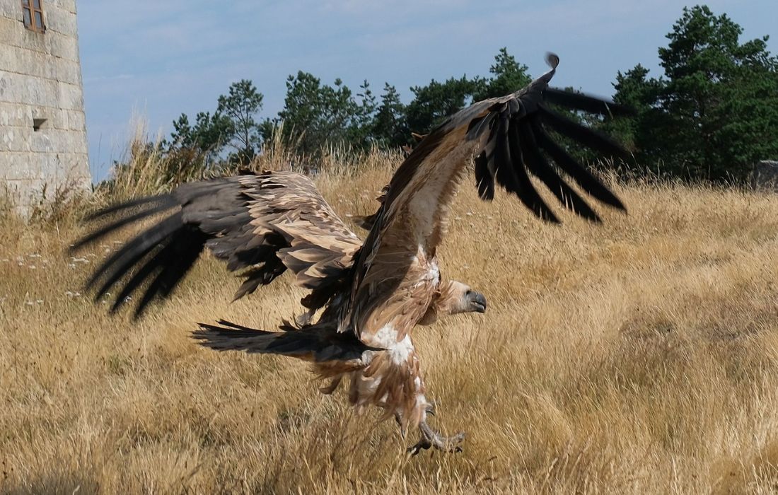solta-aves