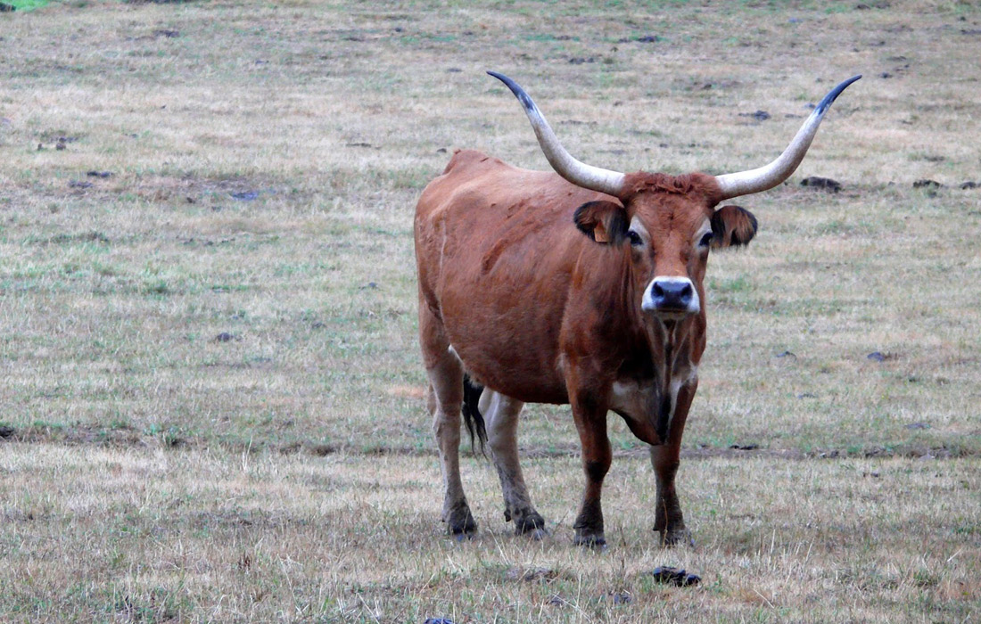 vaca-cachena