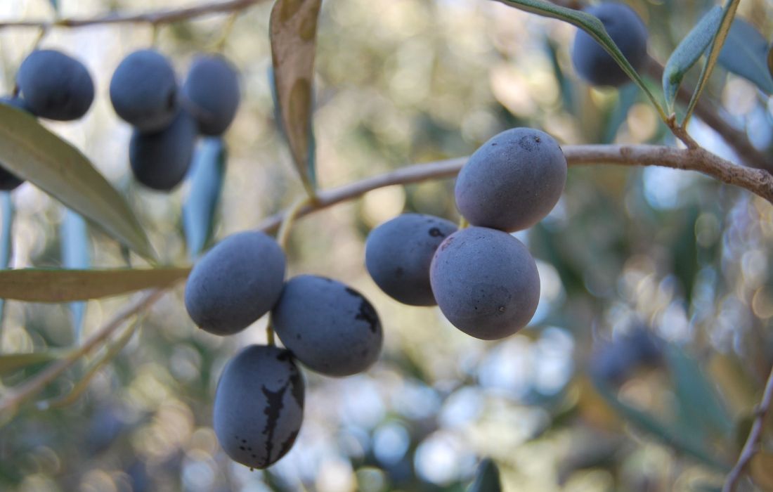 aceituna-recurso