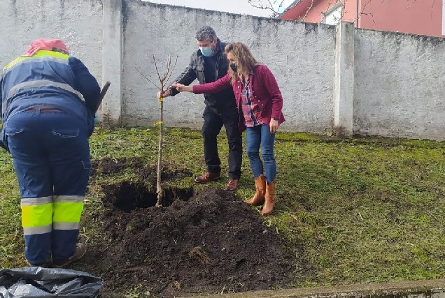 plantacion arbores burela