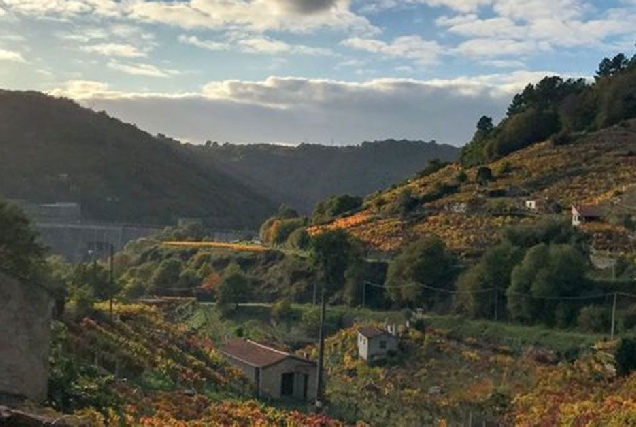 viñedos Ribeira Sacra