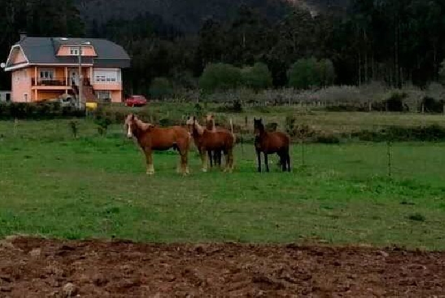 cabalos valadouro