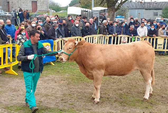 subasta nacional de Raza Rubia Gallega de Adai