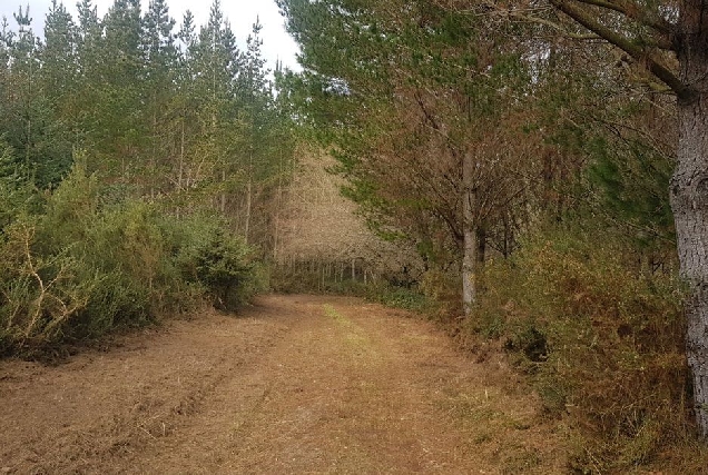 monte traballo prevencion incendios