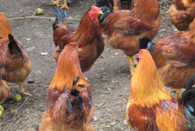 capon de vilalba