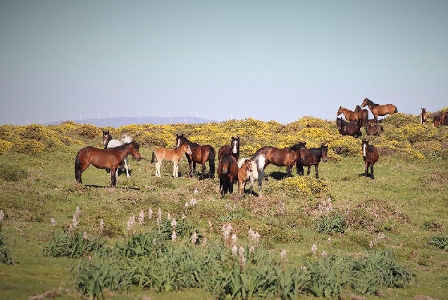 cabalos salvaxes xistral serra2