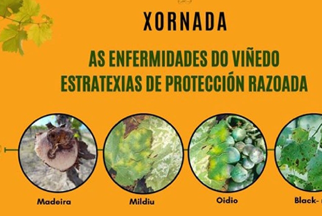 Xornada enfermidades do viñedo