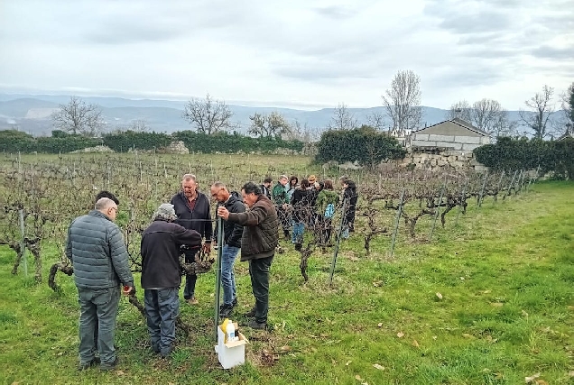 curso_poda_monterrei