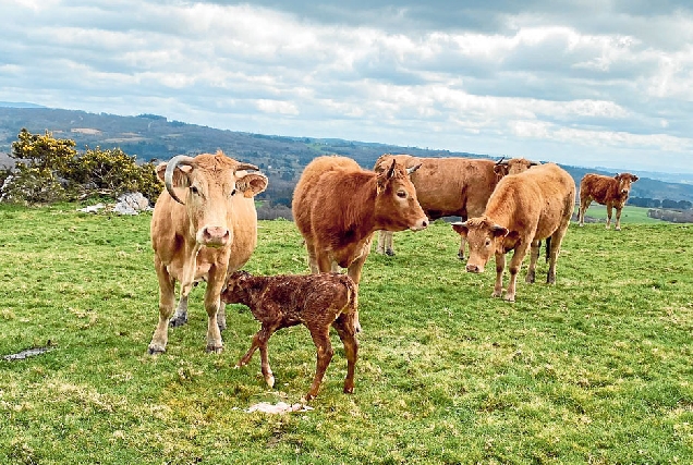 ganderia-carne-rubia-galega-vaca