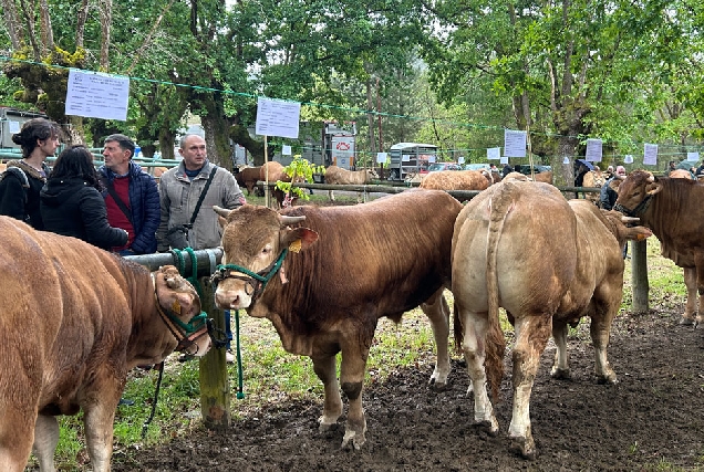 Feira da Tenreira de Láncara 2024 gando